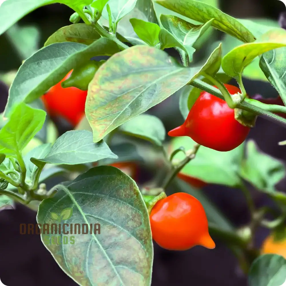 Mature Biquinho Red Pepper Plant Loaded with Small Red Peppers