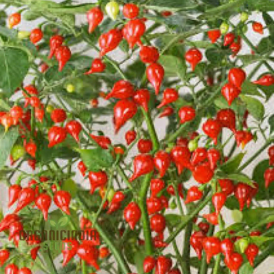 Biquinho Red Pepper Seeds for Planting, Heirloom Mild Hot Peppers