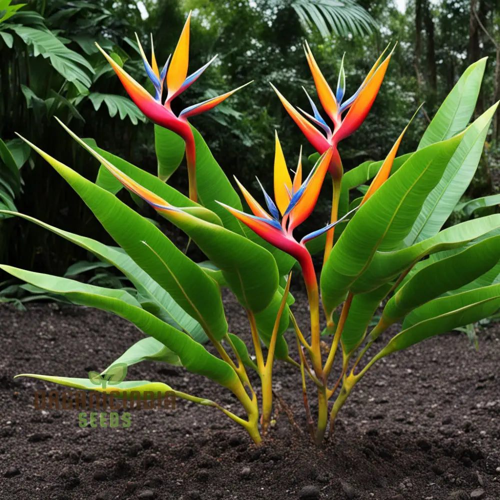 Bird of Paradise Heliconia Rostrata Seeds for Tropical Gardens