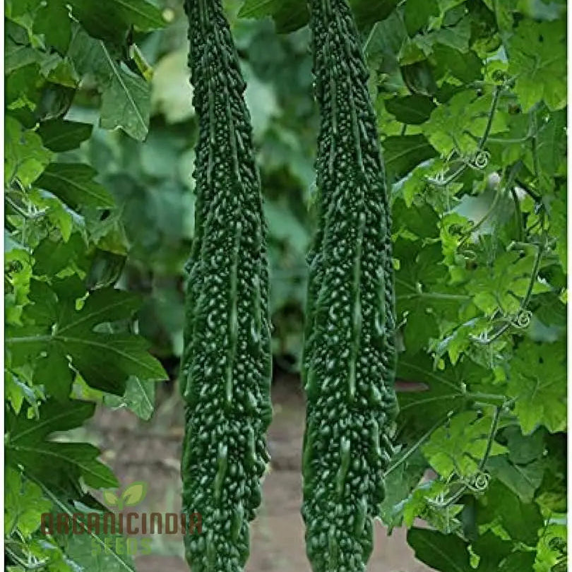 Bitter Gourd Extra Long Seeds For Planting Premium Quality Lengthy Harvest