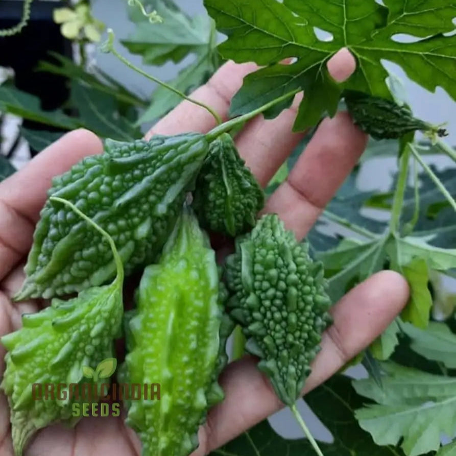 Fresh Bitter Gourd Fruit Grown from Organic Seeds, Healthy Vegetable