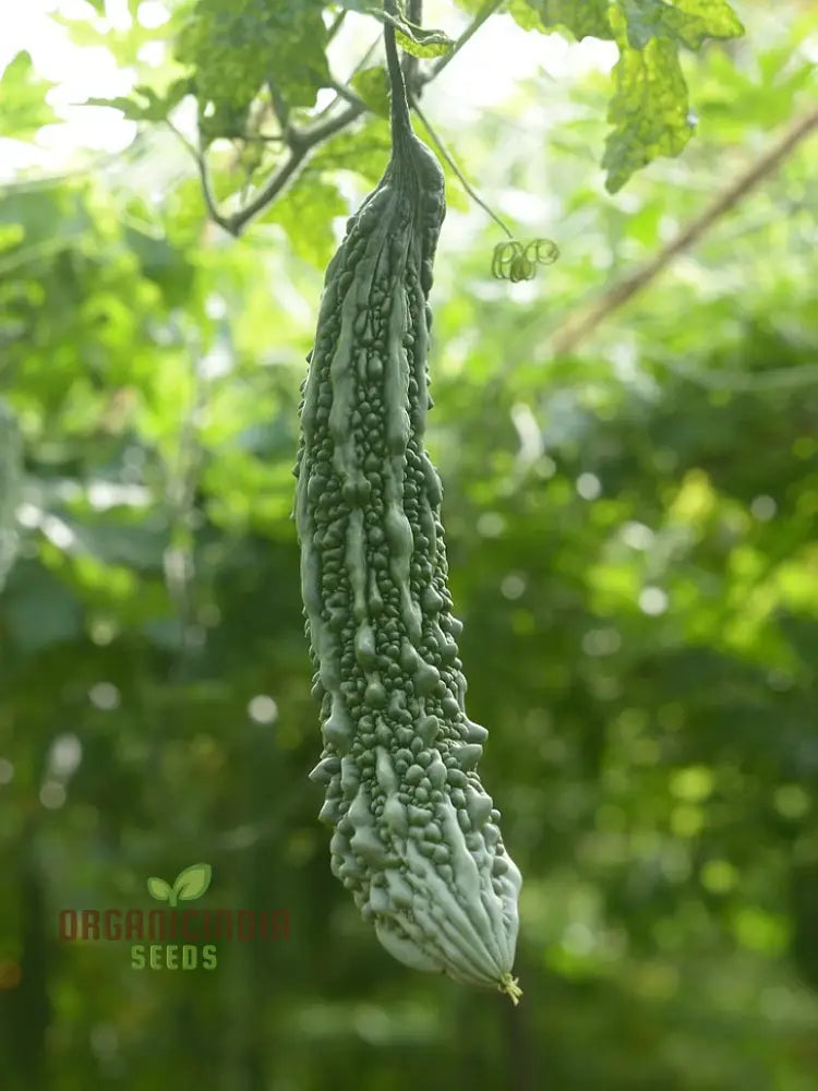 Freshly Harvested Extra Long Bitter Gourds from Garden Seeds