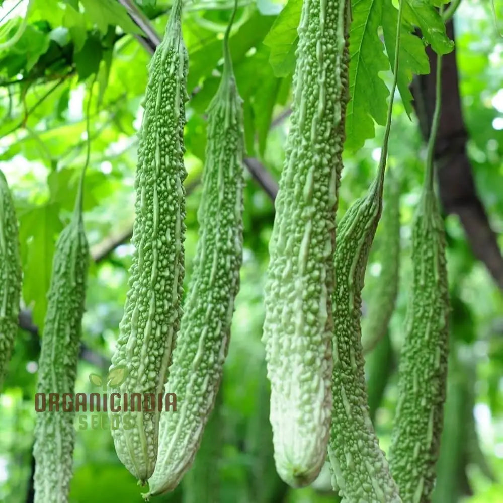 Bitter Gourd Vine with Extra Long Fruits from Seeds