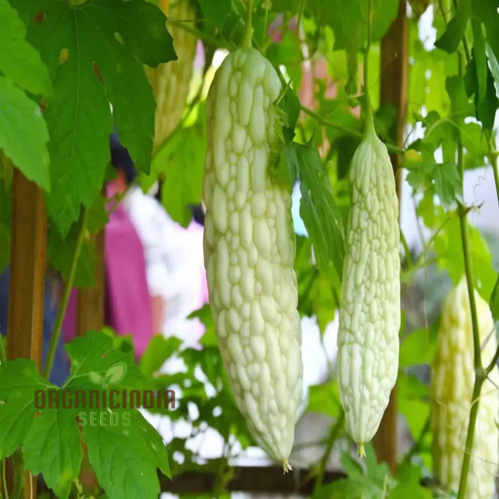 Closeup of White Bitter Gourd Fruits Grown from Seeds, Unique Pale Bitter Melons
