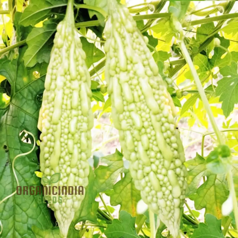 Mature White Bitter Gourd Plant from Seeds, High-Yield Climbing Vine