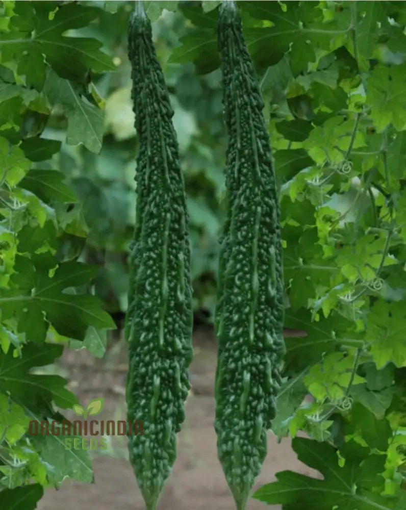 Harvested Bitter Melon from Japanese Long Seeds, Premium Quality
