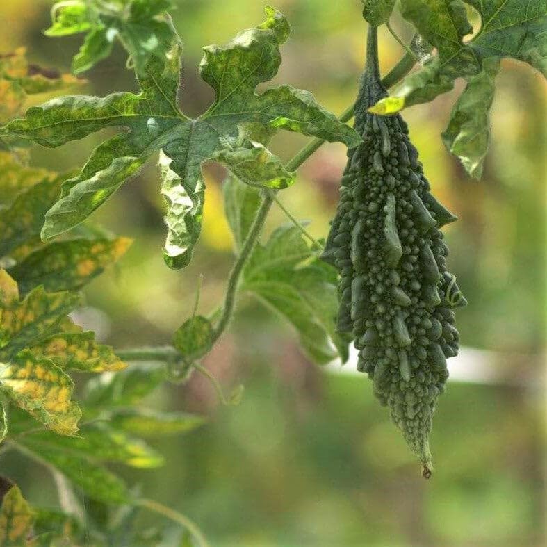 Harvested Jounpuri Bitter Melon, Premium Home Garden Seeds
