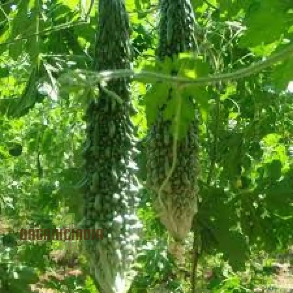 Indian Magara F1 Bitter Melon Climbing Vine from Seeds, High-Yield Vegetable Plant