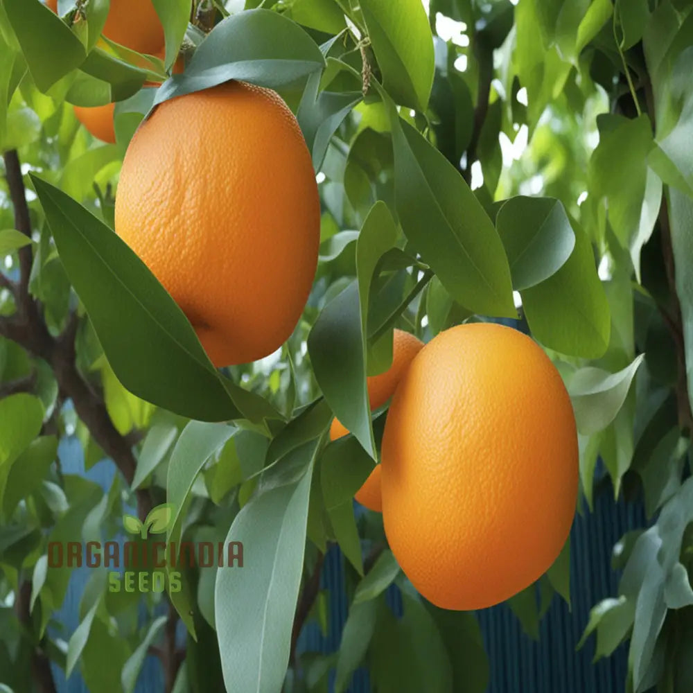 Bitter orange tree seeds non-GMO for planting