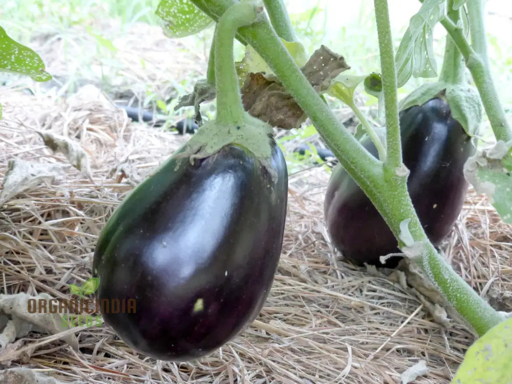 Glossy Black Beauty Aubergines Grown from Seeds, Organic Garden Harvest