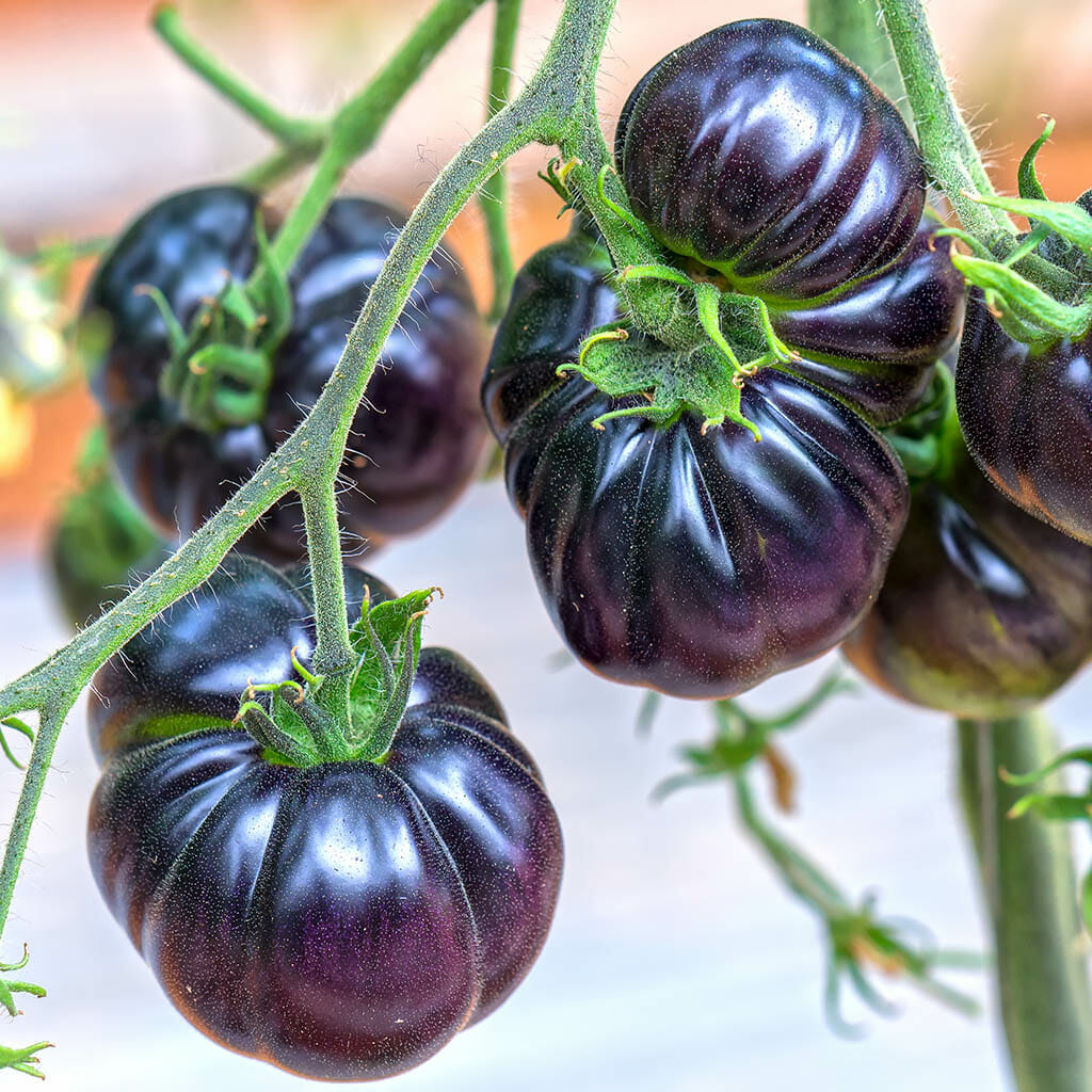 Mature Black Beauty Tomato Plant from Non-GMO Seeds