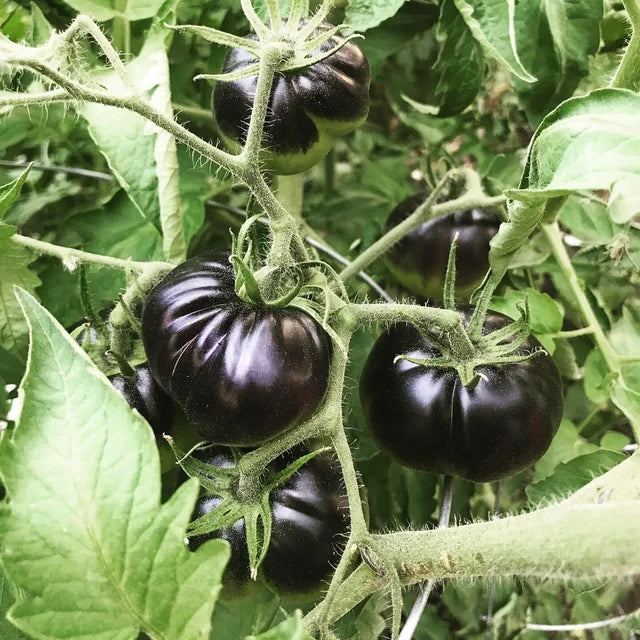 Black Beauty Tomato Seeds Packet, Rare Heirloom Non-GMO Variety