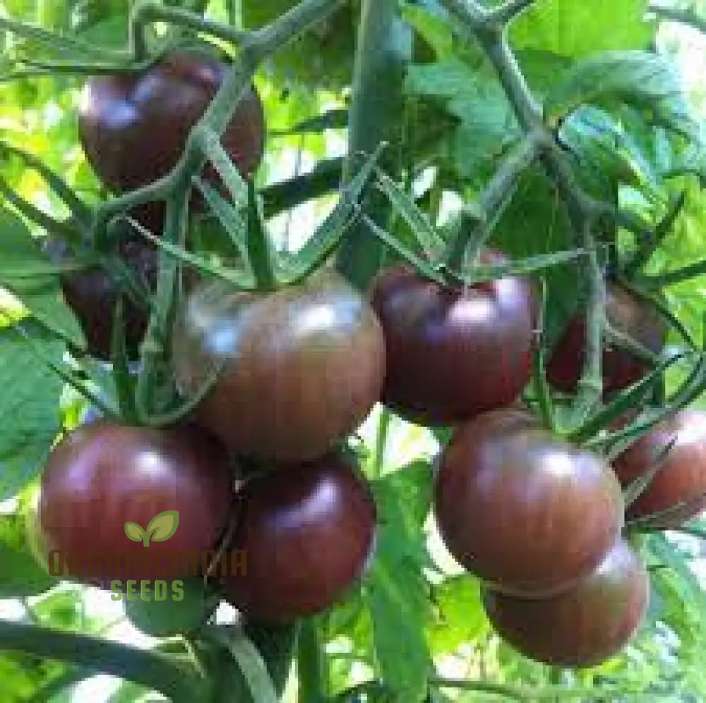 Ripe Black Cherry Tomatoes Grown from Seeds, Fresh Homegrown Harvest