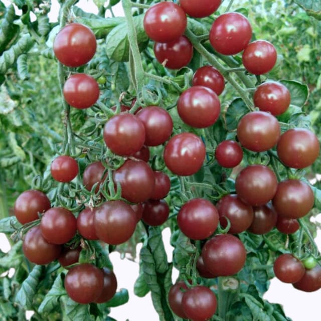 Black Cherry Tomato Seeds for Planting, Premium Non-GMO Garden Seeds