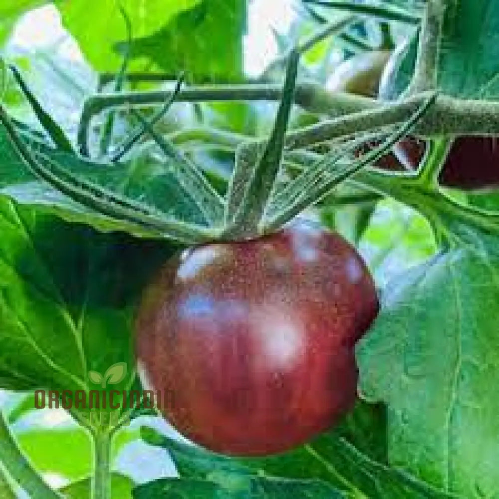 Black Cherry Tomato Plant Growing in Container from Seeds