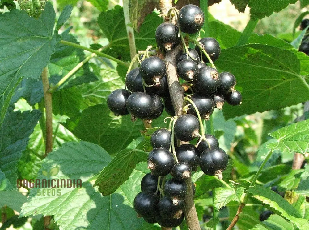 Black currant seeds for planting nutrient-rich berry bushes in your garden