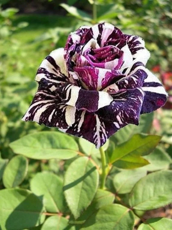 Black Dragon Rose Growing in Garden Container