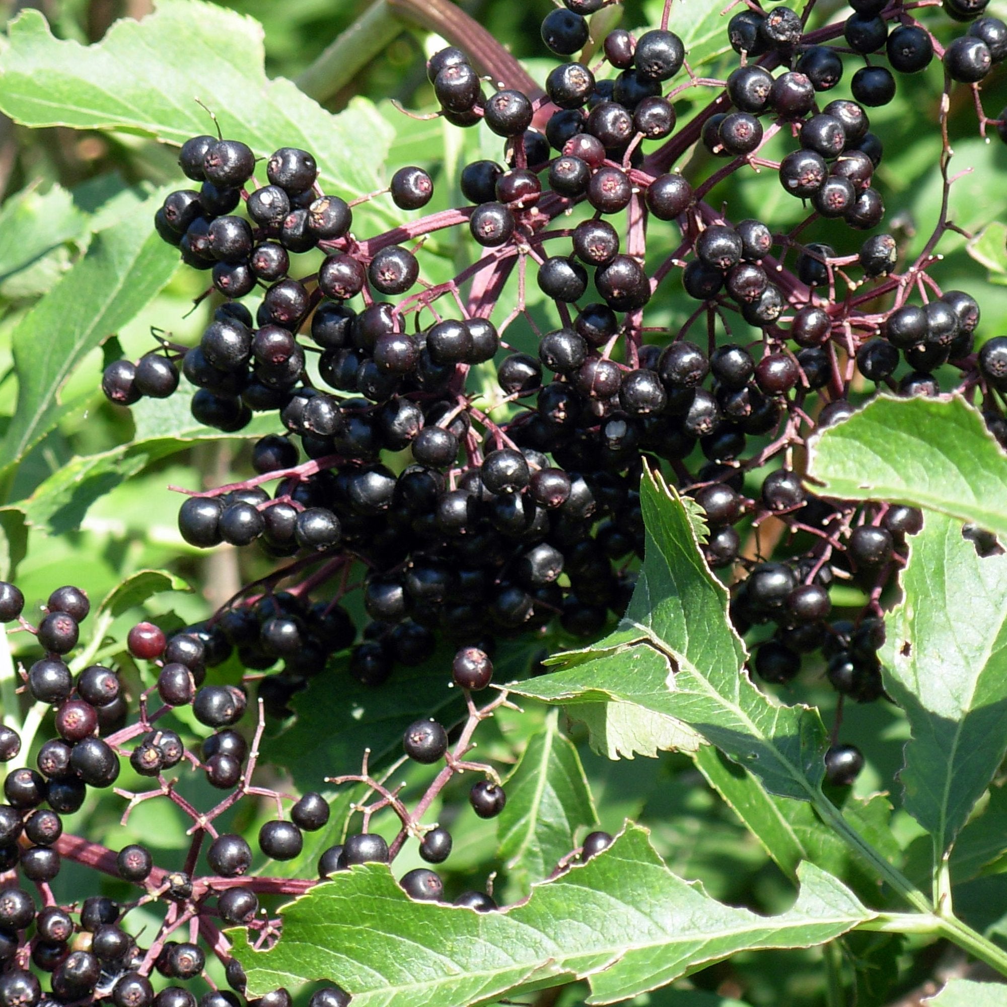 Black Elderberry seedlings in pots