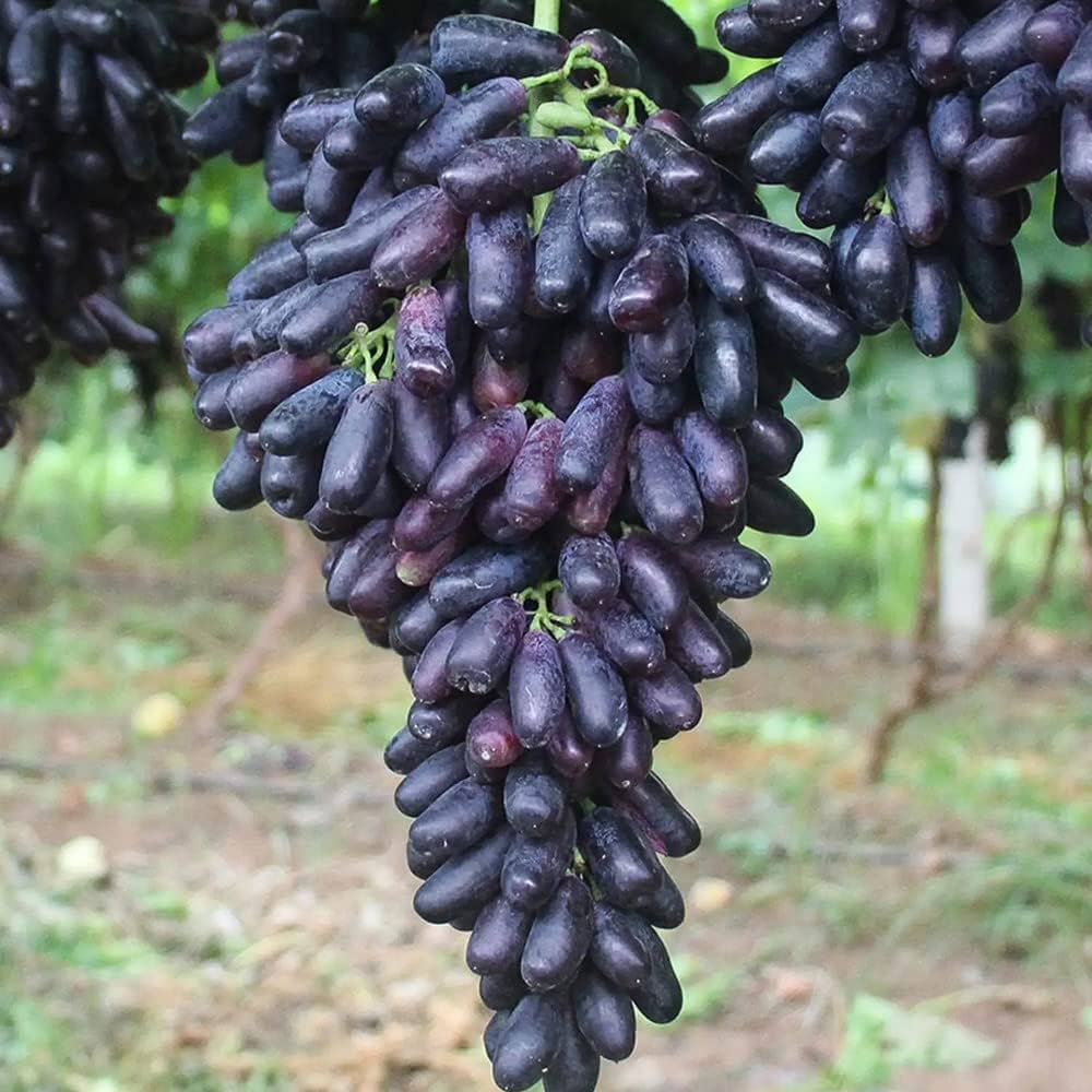 Rare Black Finger Grape seeds for planting sweet grapevines