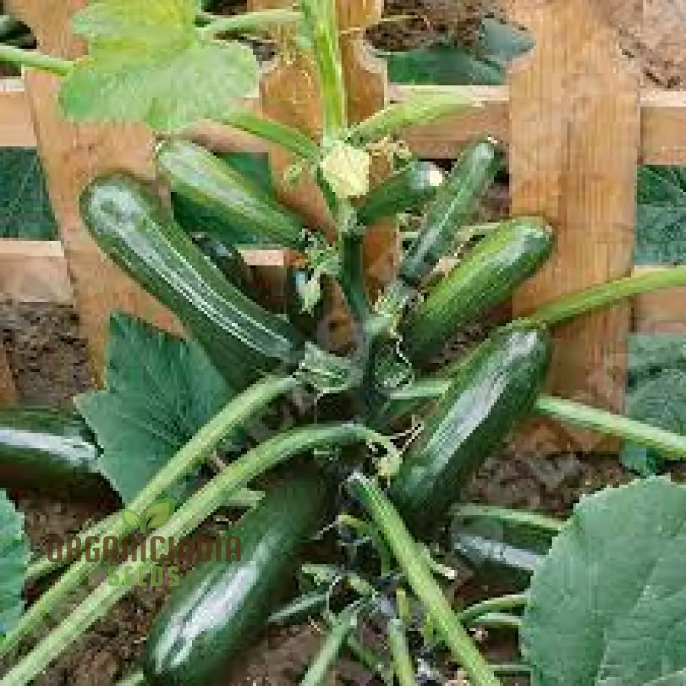Black Forest F1 Courgette Vines from Seeds, Perfect for Trellises