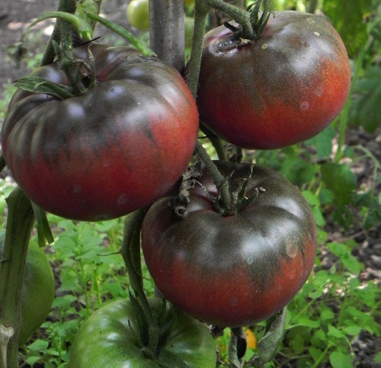 Black Krim Tomato Seeds Heirloom Organic High-Yield Variety