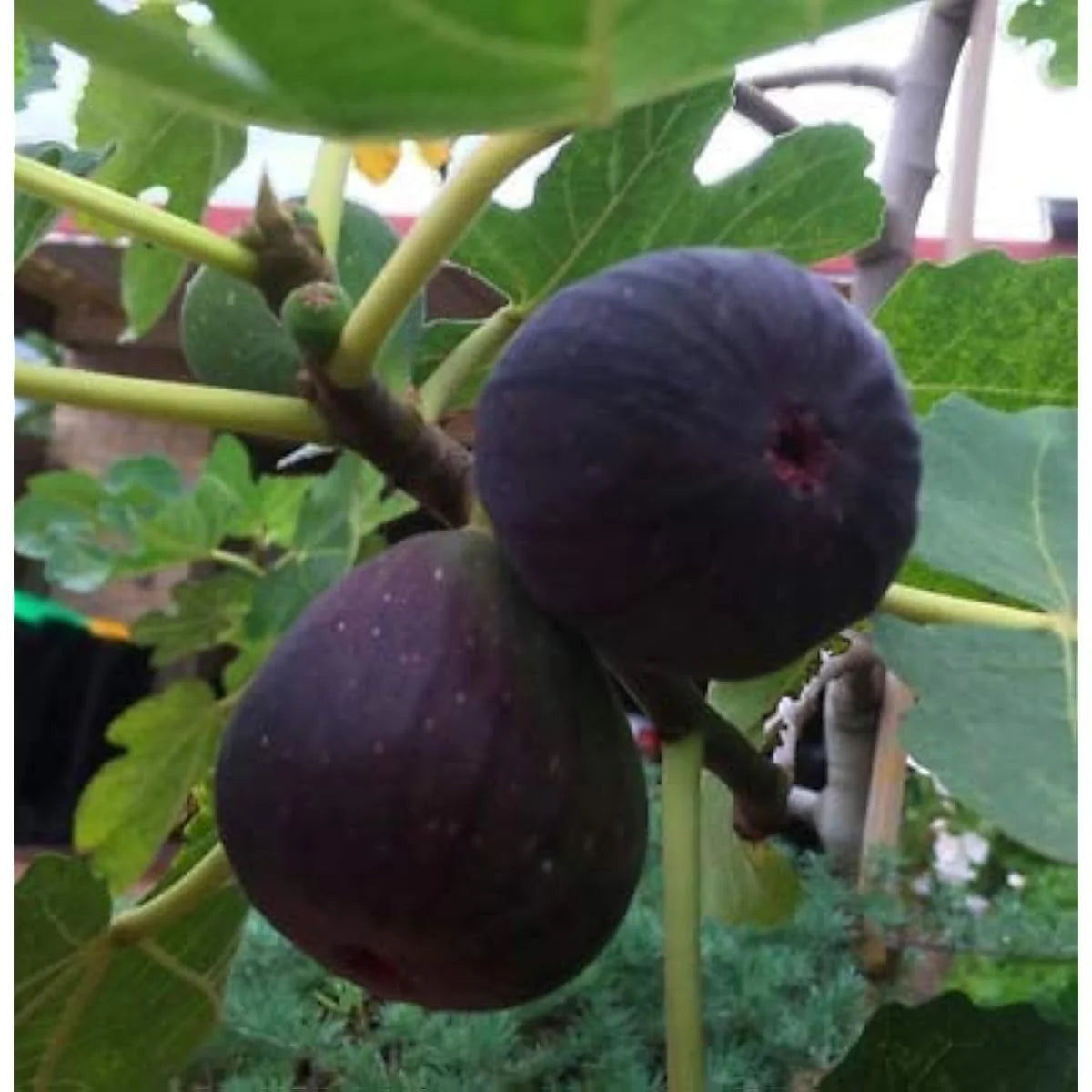 Black Madeira Fig Seeds for Planting Sweet Dark Fig