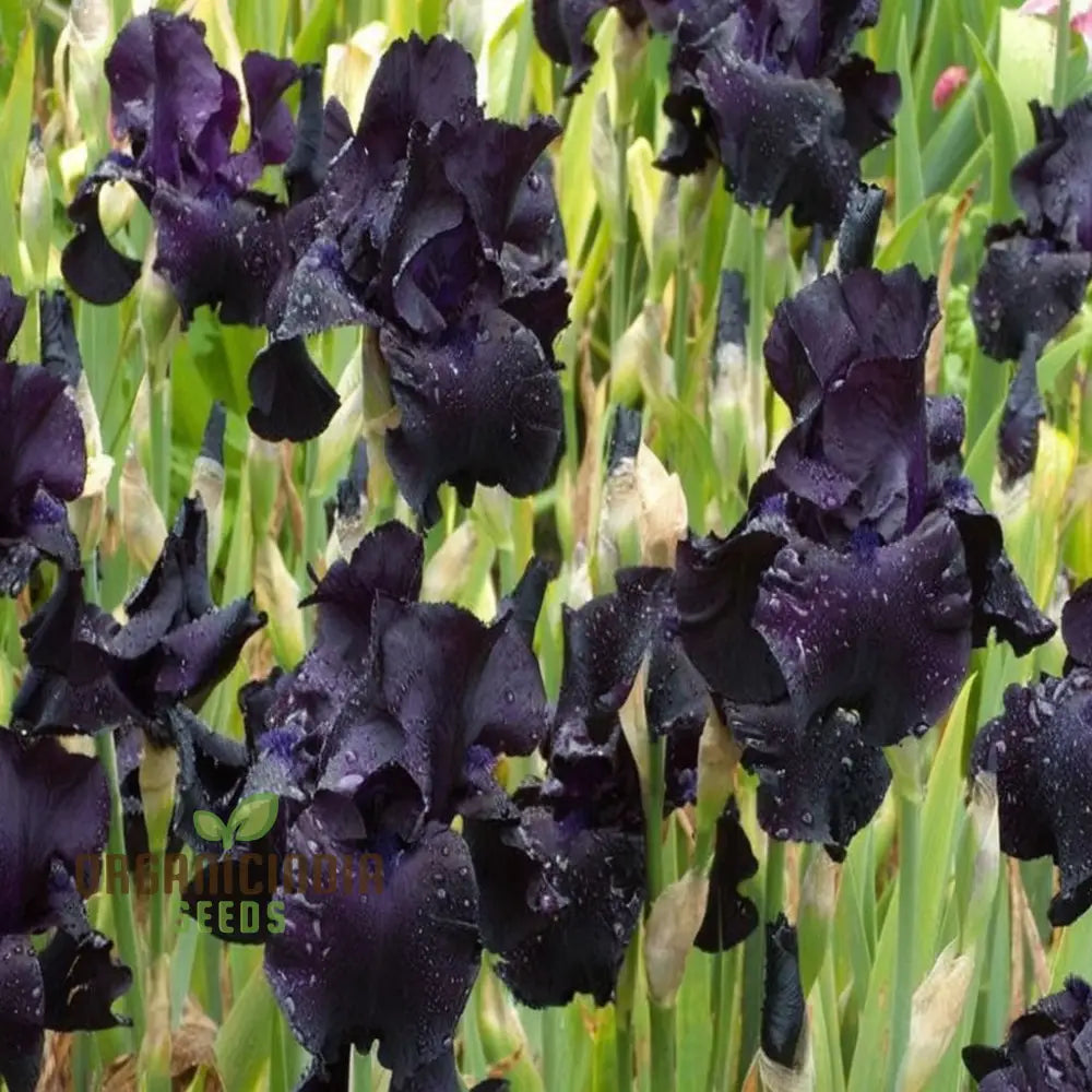 Black Magic iris seeds dark dramatic blooms for gardens