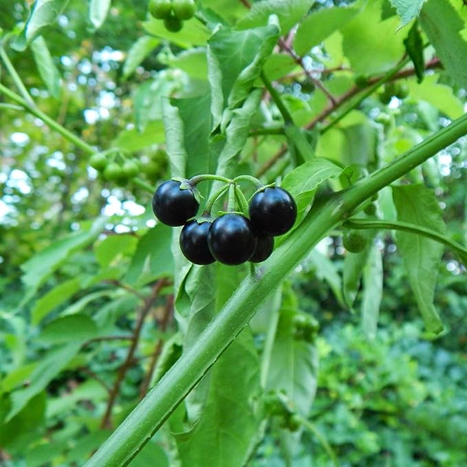 Black Nightshade Seeds Solanum Nigrum Edible Herb