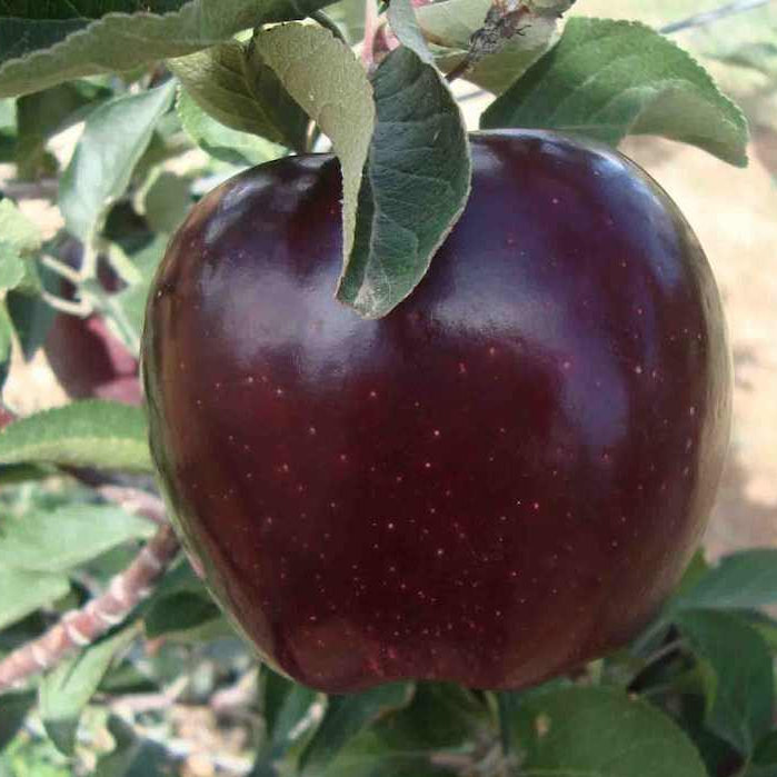 Black Oxford Apple seeds for planting