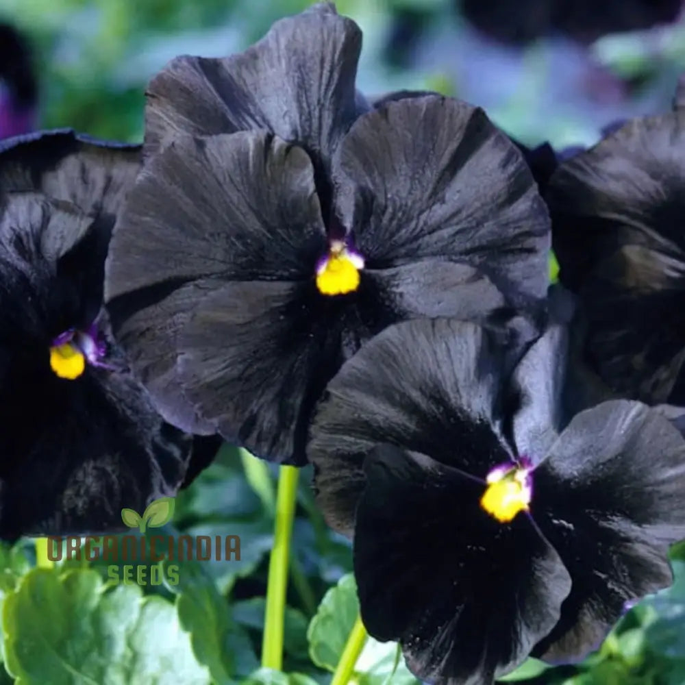 Black Pansy Flower Seeds for Unique Dark Garden Blooms