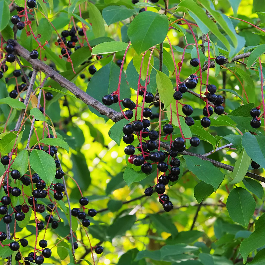 Black raspberry fruit seeds for home gardens