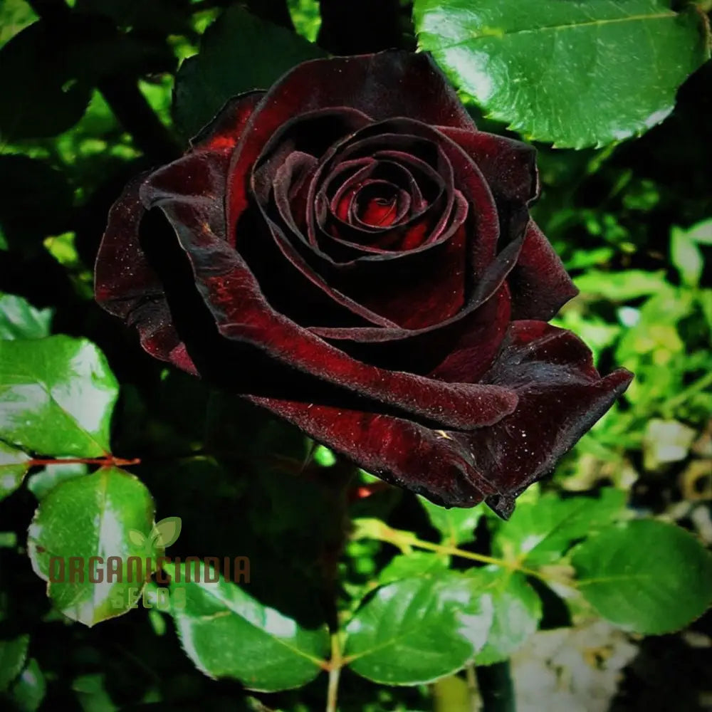 Black Rose Garden Seeds for Ornamental Flower Growing
