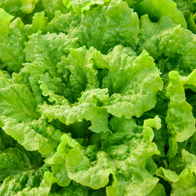 Mature Black Seeded Simpson Lettuce Plant from Seeds, Tender Leaf Greens