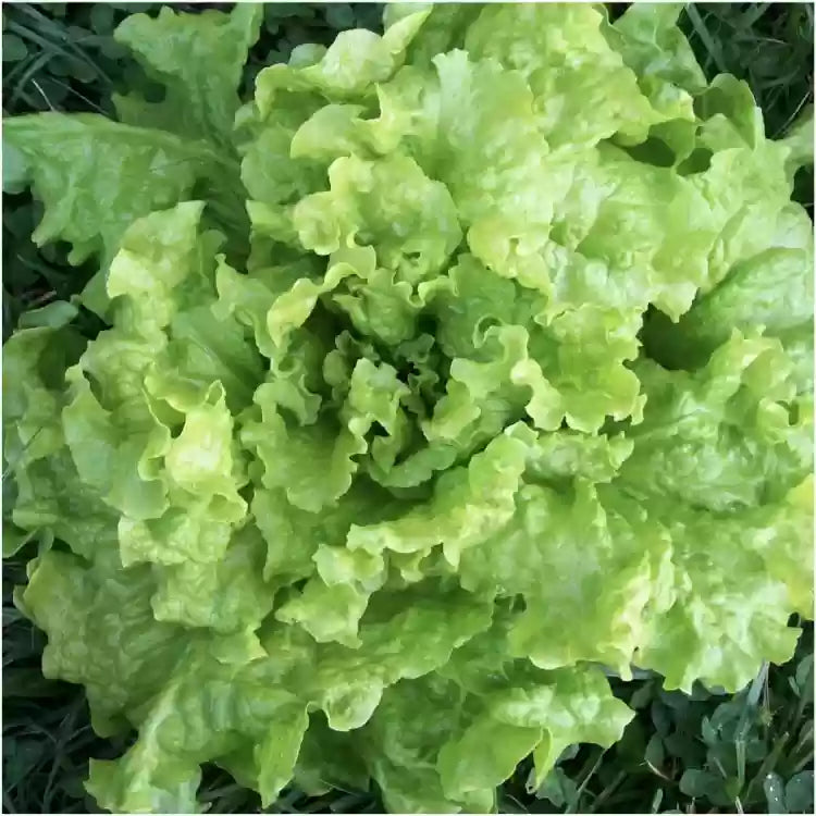 Black Seeded Simpson Lettuce Seedling from Seeds, Easy-to-Grow Garden Lettuce
