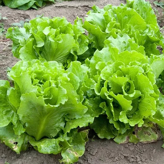 Black Seeded Simpson Lettuce Seeds for Home Gardens, Fresh Leaf Greens
