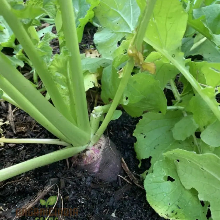 Mature Black Spanish Long Radish Plant, Unique Home Garden Radishes