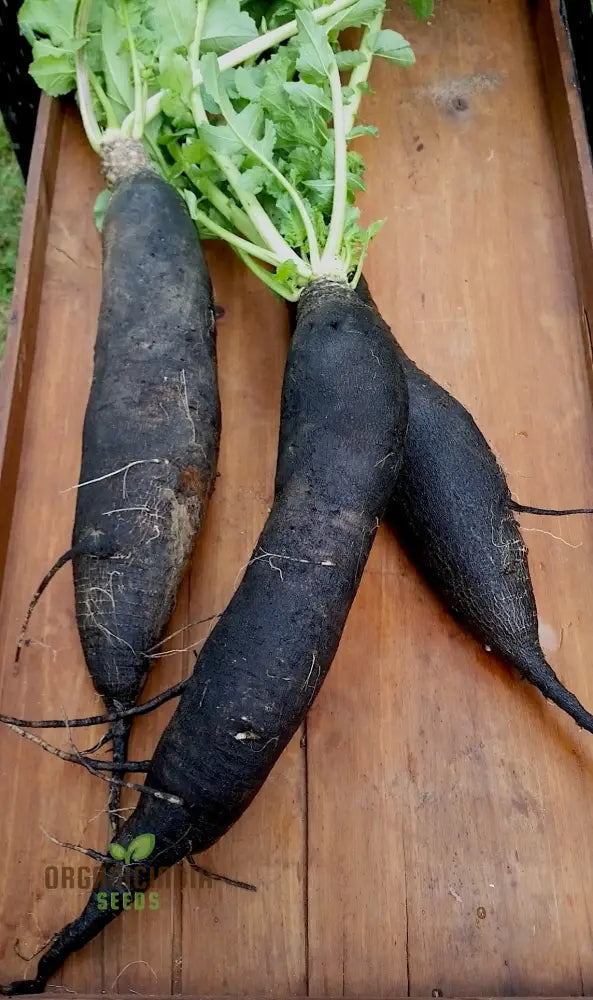 Black Spanish Long Radishes Growing in Soil, High-Yield Vegetable Seeds