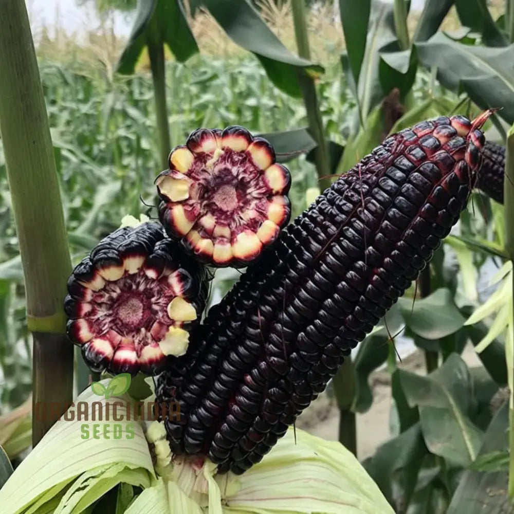 Black Sweet Corn Seeds Packet, Premium Non-GMO Seeds for Planting