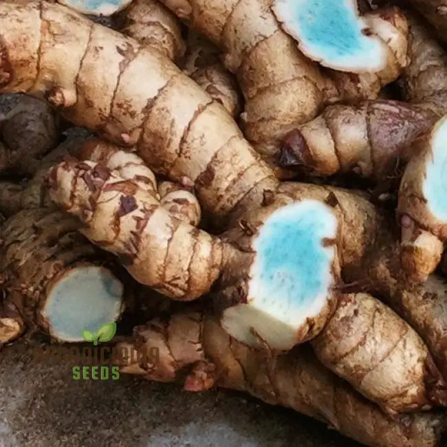 Rhizome Turmeric