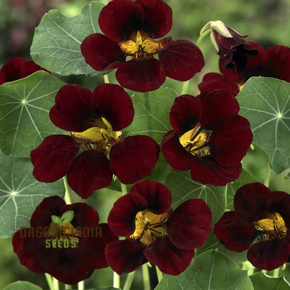 Black Velvet Nasturtium Seeds for Dark Velvety Blooms