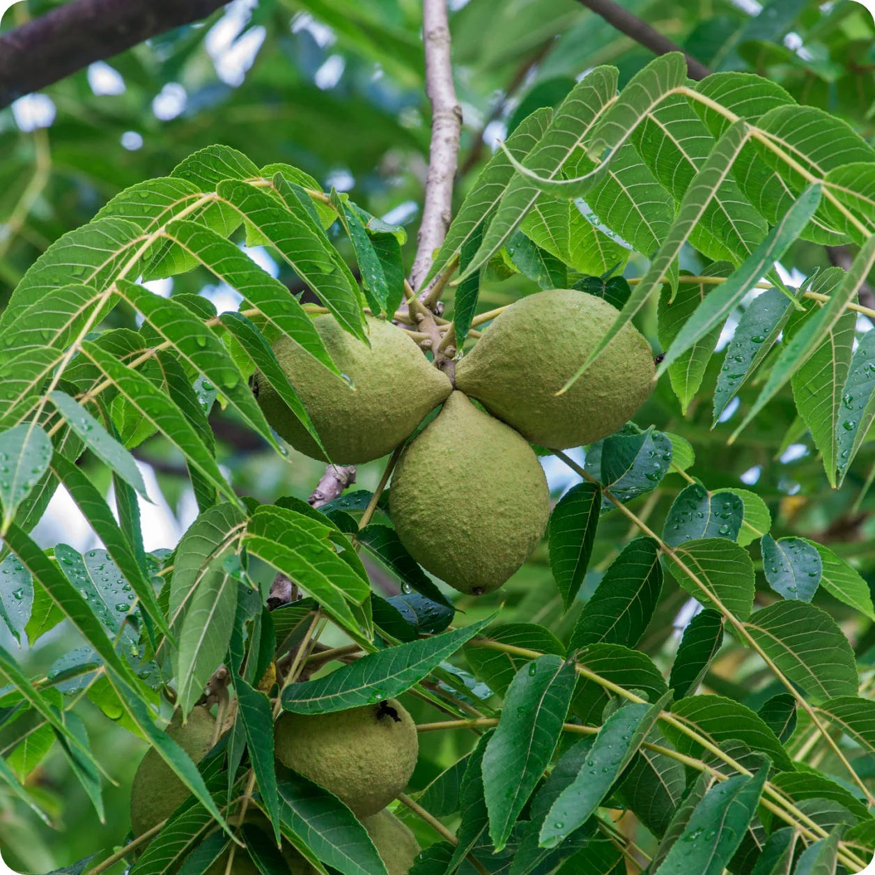 Black Walnut tree seeds for planting hardy trees in home gardens