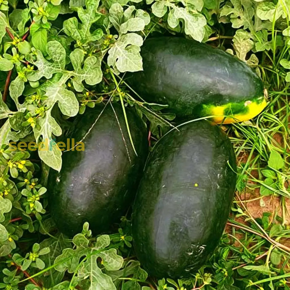 Congo Watermelon (Citrullus lanatus) – AAS Winner Red Fruit Melon Seeds