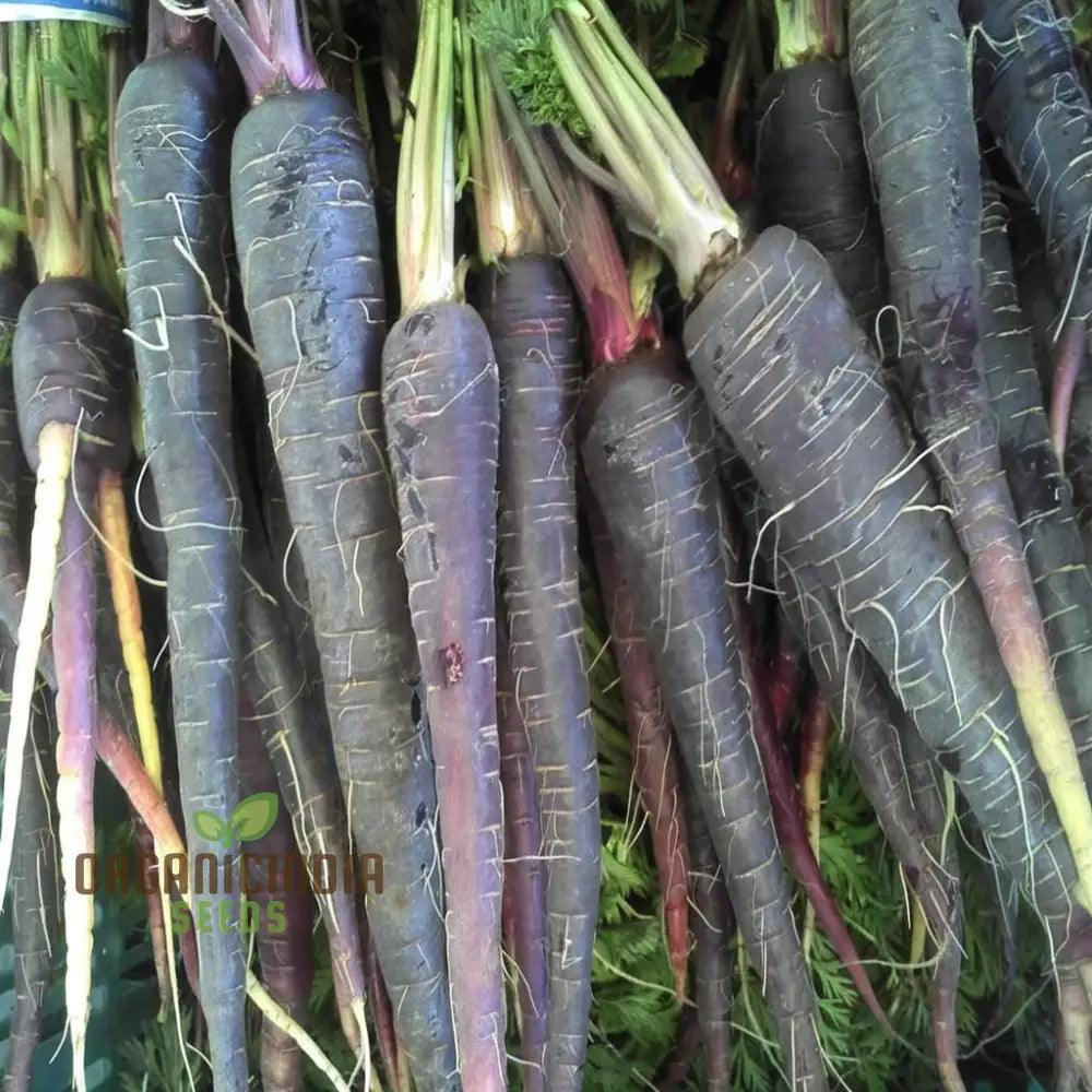 Closeup of Black Wonder Carrot Roots from Seeds