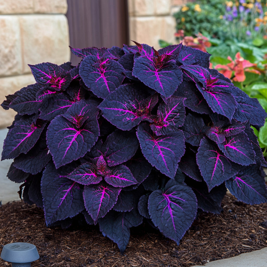 Mature Coleus Black Dragon Plant with Ruffled Dark Leaves