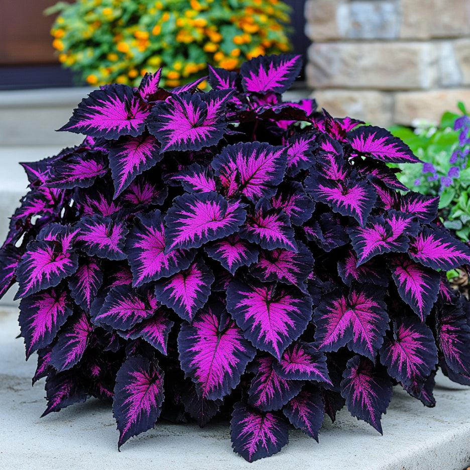 Black Dragon Coleus Seeds for Planting with Deep Purple-Black Foliage