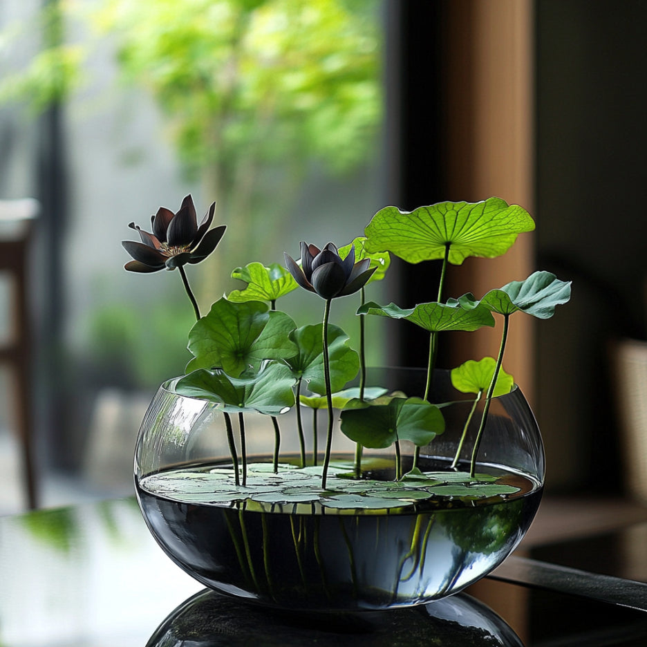 Black Lotus Growing in Outdoor Pond