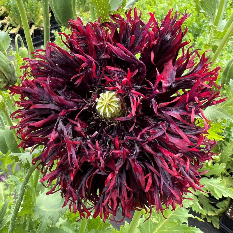 Black Swan Poppy Seeds for Planting with Deep Frilled Blooms