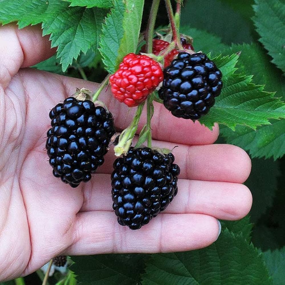 How to Grow Blackberry Plants from Seeds – Rubus fruticosus Growing Instructions
