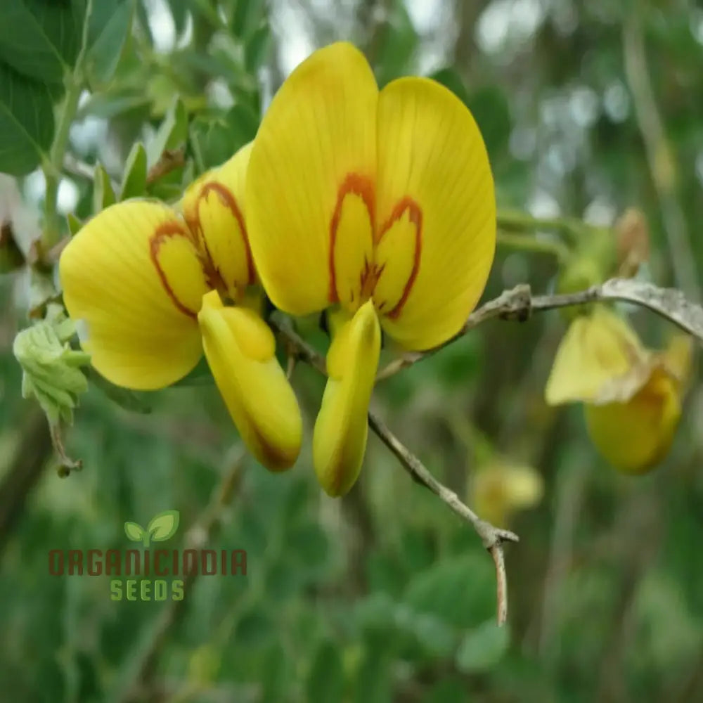 Bladder Senna Flower Seeds for Ornamental Garden Planting