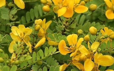 Bladder Senna Garden Seeds for Unique Ornamental Shrubs